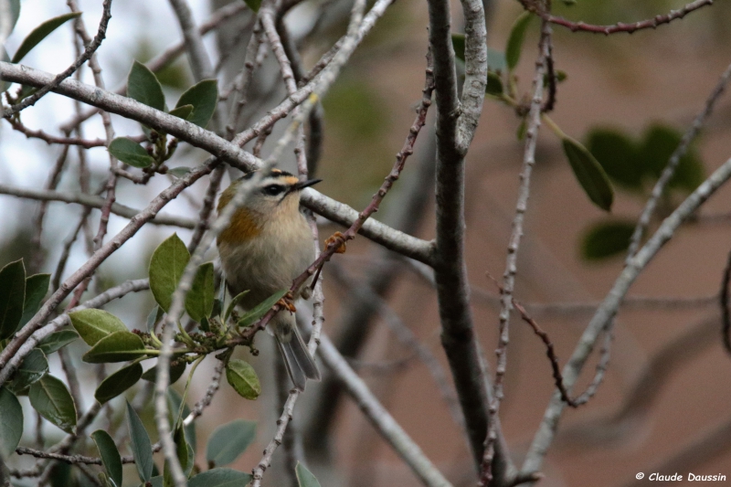 Photo Oiseaux