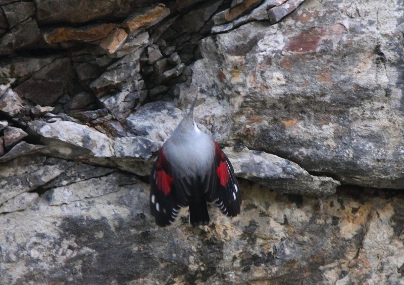 Photo Oiseaux