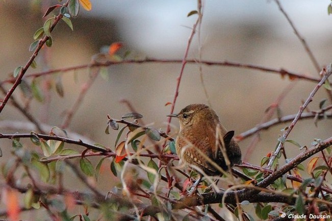 Photo Oiseaux Troglodyte mignon (Troglodytes troglodytes)