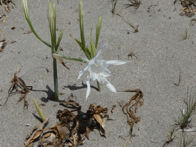 Flore Lis maritime (Pancratium maritimum)