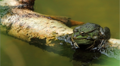 Amphibiens