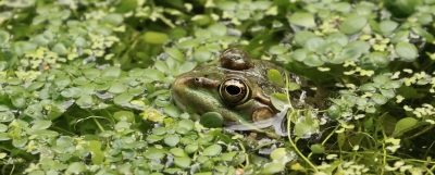 Amphibiens