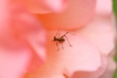 Insectes