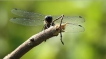 Insectes