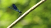 Insectes