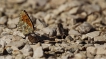 Insectes