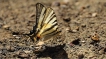 Insectes