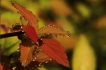 Photo nature