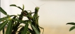 Insectes