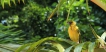 Oiseaux