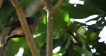 Oiseaux