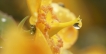 Flore
