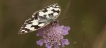 Insectes