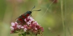 Photo nature