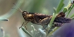Insectes