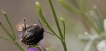 Insectes