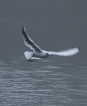 Oiseaux