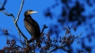 Photo nature