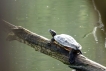Photo nature