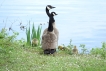 Oiseaux
