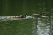 Oiseaux