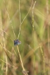 Insectes