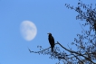 Oiseaux
