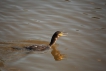 Oiseaux