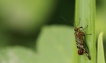 Insectes