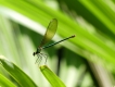 Insectes