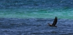 Oiseaux