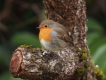 Oiseaux