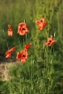 Flore