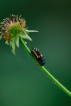 Insectes