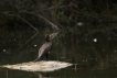Oiseaux