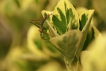 Insectes