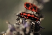 Insectes