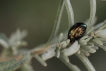 Insectes
