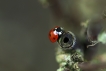 Insectes
