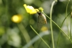 Insectes