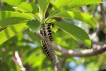 Insectes