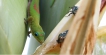 Reptiles