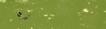 Insectes
