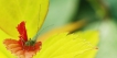 Insectes
