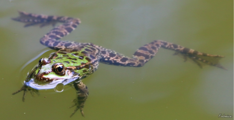 Photo Amphibiens