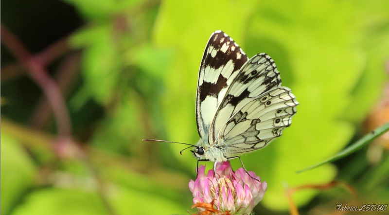 Photo Insectes