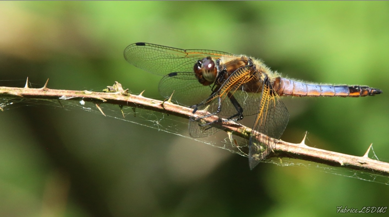 Photo Insectes