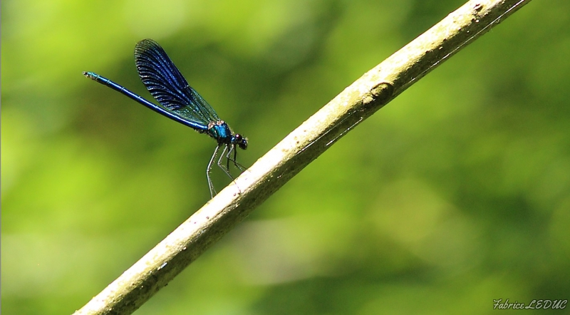 Photo Insectes