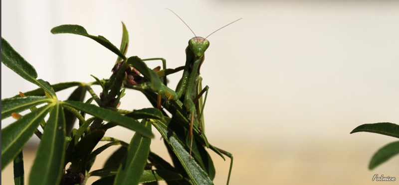 Photo Insectes