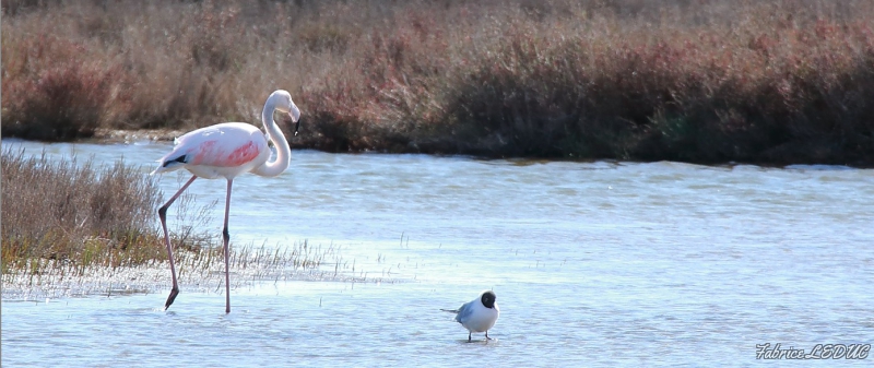 Photo Oiseaux